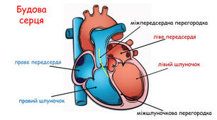 Серце: будова та функції. 