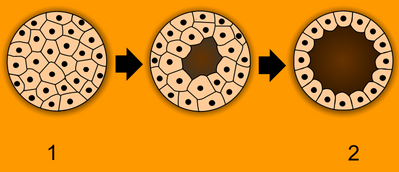040189nj-73ee-399x172.png