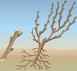 04018erd-07e3-263x245.png