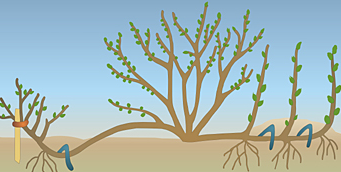 04018ewy-2547-341x172.png