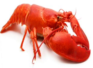 04018ib4-287c-310x226.png