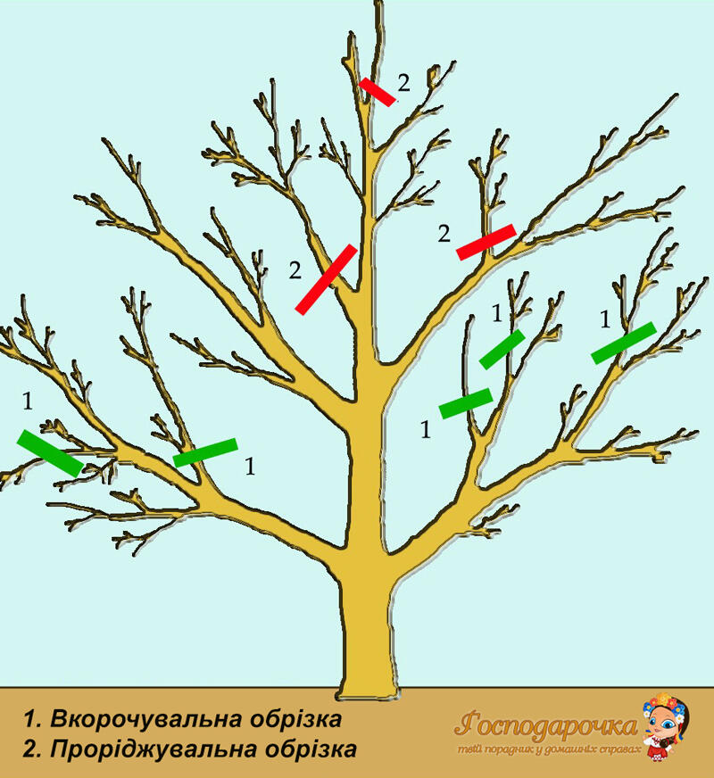 Обрізка плодових дерев весною | Господарочка – твоя порадниця у домашніх справах