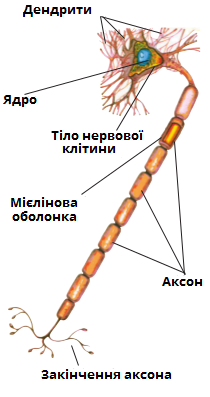 нейрон.png