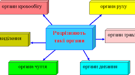 Організм людини. Системи органів тіла людини та їхнє значення для життя людини.