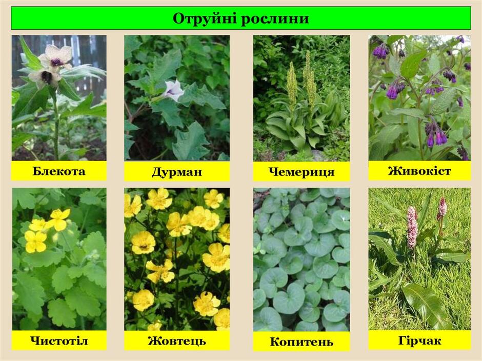 Отруйні, лікарські і шкідливі трави на луках, пасовищах і в лісах –  Грицівська ТГ