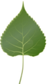 04018xc7-4a65-259x433.png