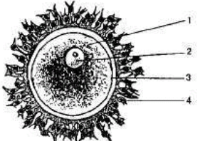 040196cj-3223-288x198.png