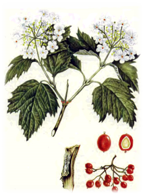 04019cny-9292-504x680.png
