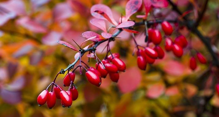 БАРБАРИС (berberis) - Сад-Город