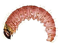 04019dbh-6081-118x88.png