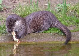 04019llb-0454-266x189.jpg