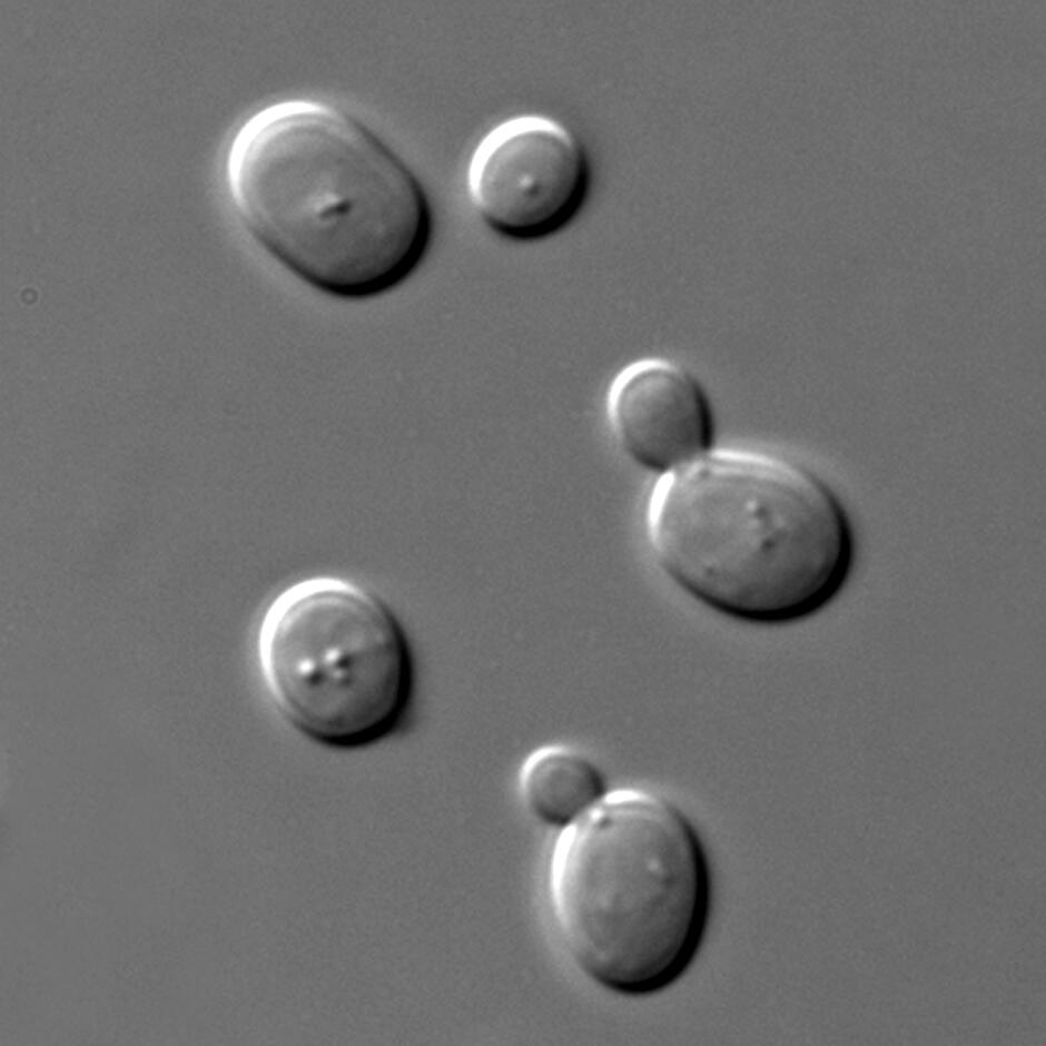 04019m88-cb64-940x940.jpg