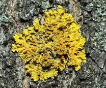 Ксантория настенная (Xanthoria parietina). Фото на сайте "Грибы: информация и фотографии"