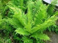 Папороть Імператорська/Страусине перо (Matteuccia struthiopteris) купити, Папороть Імператорська/Страусине перо (Matteuccia struthiopteris) ціна, Папороть Імператорська/Страусине перо (Matteuccia struthiopteris) недорого