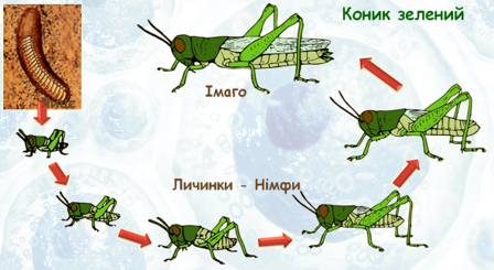 04019no9-31d6-448x245.png