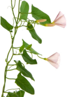 04019owi-11da-136x197.png