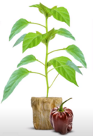 04019owp-c67e-131x191.png