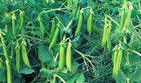 Названо найкращі попередники гороху - AgroTimes