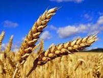 Пшениця Центуріон: продажа, цена в Украине. зернові культури от "ТОВ ХАСКОМ ТРЕЙД" - 1455256628