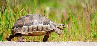 18,362 Slow Turtle Stock Photos, Pictures & Royalty-Free Images - iStock