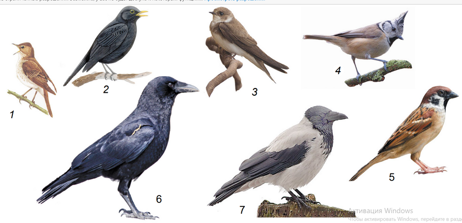 0401a1ws-d198-940x454.png