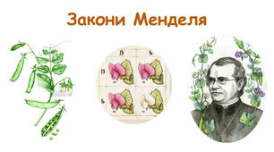 Закони Менделя