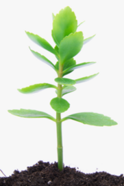 0401ac3c-e6c3-181x270.png