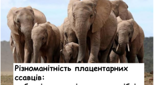 Різноманітність плацентарних ссавців: хоботні, копитні та китоподібні