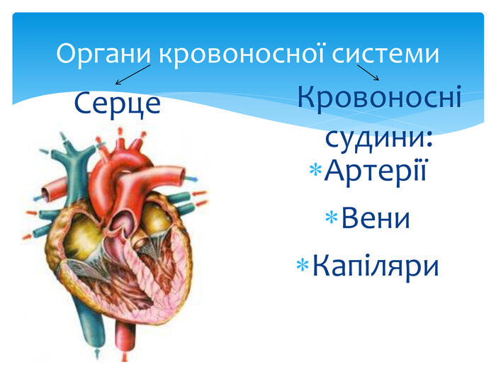 Органи кровоносної системи. Серце. Кровоносні судини: АртеріїВени. Капіляри