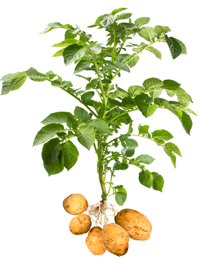 Бульба_картоплі.png