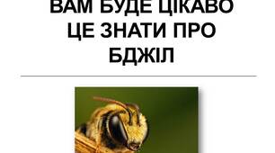 Вам буде цікаво це знати про бджіл. Презентація