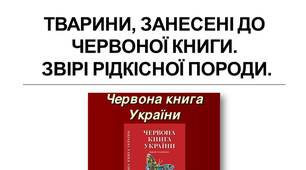Тварини, занесені до Червоної книги. звірі рідкісної породи. Презентація