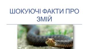 Шокуючі факти про змій. Презентація