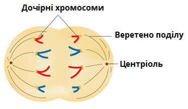 Мітоз — урок. Біологія, 9 клас.
