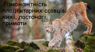 Різноманітність  ссавців: хижі, ластоногі, примати