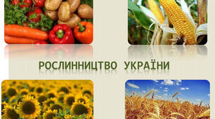 Сільське господарство України. Рослинництво.