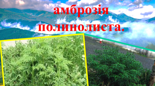 Презентація "Зелений агресор – амброзія полинолиста".