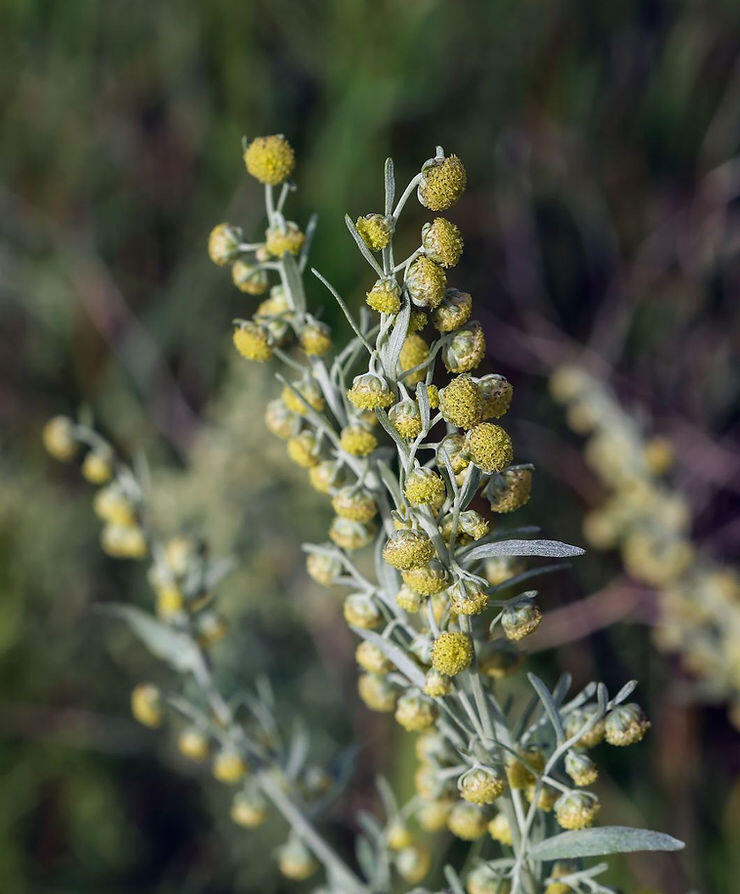 Полин - zborovik.com.ua
