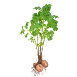 0401axz9-3182-157x157.png