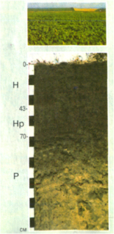0401ay79-80a1-114x234.png