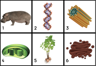 0401b2bg-baab-313x216.png
