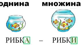 Змінювання іменників за числами. Пошук інформації в буклеті