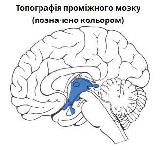 проміжний.jpg