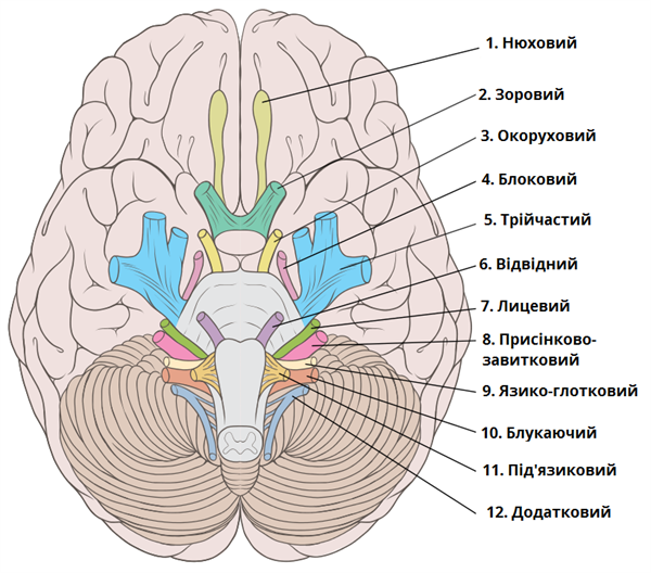 черепні нерви.png