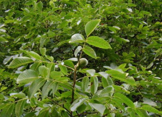 0401b9ai-3298-321x233.png