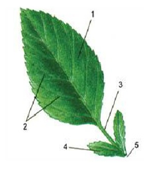 0401bd2h-df37-468x552.png