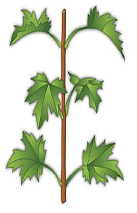 0401bdgg-67b8-269x416.png