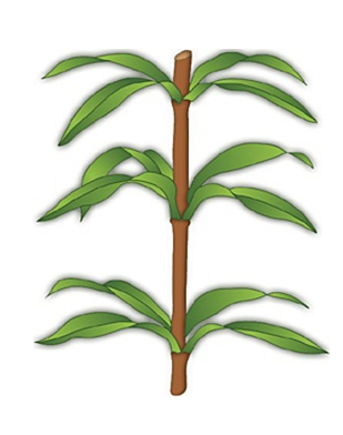 0401bdh4-8567-309x392.png