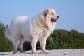 0401bemu-66ff-276x183.jpg