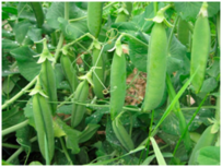 0401bfp0-32c2-203x153.png